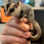 White Face Blonde Sugar Gliders For Sale