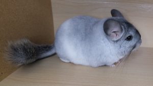 White Mosaic Chinchilla For Sale