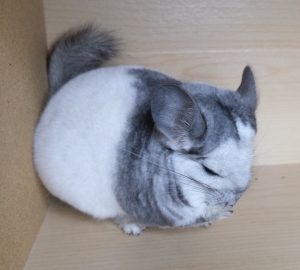 White Mosaic Chinchilla For Sale Near Me
