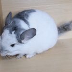 White Mosaic Chinchilla For Sale Online