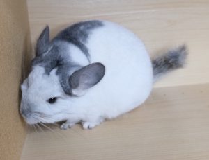 White Mosaic Chinchilla For Sale Online
