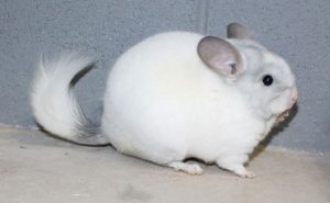 White Violet Chinchilla For Sale Online
