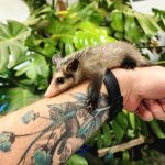 Yawari Possum For Sale