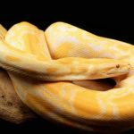 Albino Burmese Python for Sale