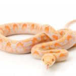 Albino Lavender Reticulated Python for Sale