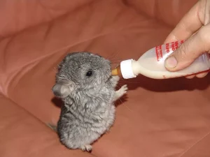 Baby Chinchilla For Sale - Image 4