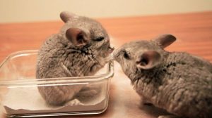 Baby Chinchilla For Sale - Image 2