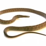 Egg Eating Snake for Sale