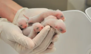 Baby Ferret For Sale - Image 3