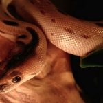 Green Burmese Python for Sale