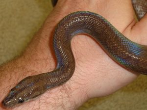 Guyana Rainbow Boa for Sale