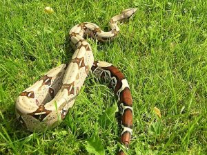 Guyana Red Tail Boa for Sale