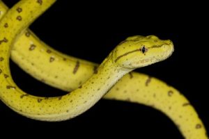 Green Tree Python for Sale - Image 2