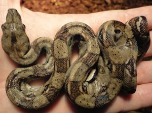 Guyana Red Tail Boa for Sale - Image 2