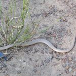 New Guinea Legless Lizard for Sale