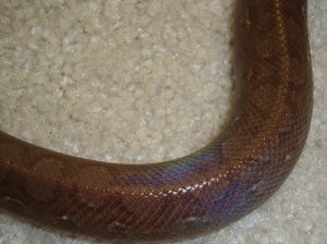 Guyana Rainbow Boa for Sale - Image 2