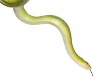 Red Tail Green Rat Snake for Sale