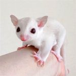 Baby Sugar Glider For Sale