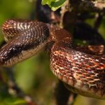 Texas Rat Snake for Sale