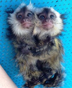 Marmoset Monkey For Sale - Image 3