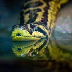 Yellow Anaconda for Sale
