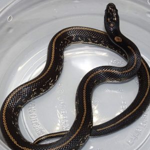 Baja California King Snake For Sale