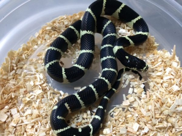 Coastal California King Snake For Sale