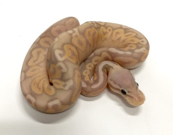 Coral Glow Pewter Ball Python For Sale