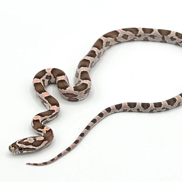 Ghost Corn Snake For Sale