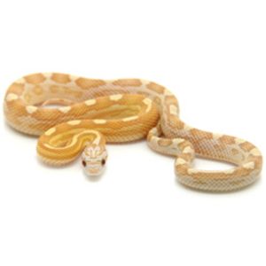 Gold Dust Motley Corn Snake For Sale