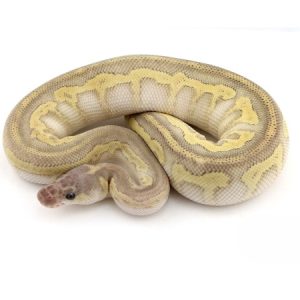 Nuclear Pinstripe Ball Python For Sale