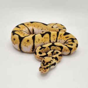 Pastel Fire Spider Ball Python For Sale