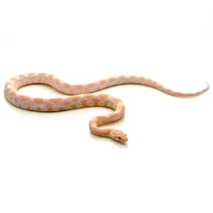 Snow Corn Snake For Sale
