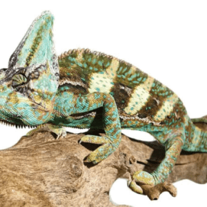 12+ Inch Veiled Chameleon