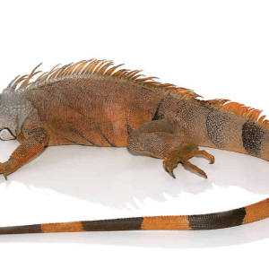 4-5 Foot Green Iguana For Sale