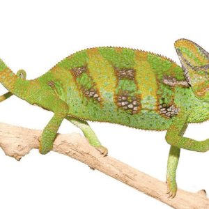 9-11 Inch Veiled Chameleon