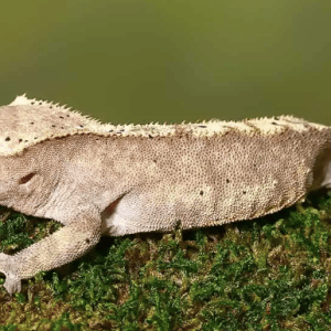 Dalmatian Harlequin Crested Gecko For Sale