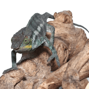 Adult Panther Chameleon