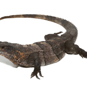Adult Spiny Tailed Iguana For Sale