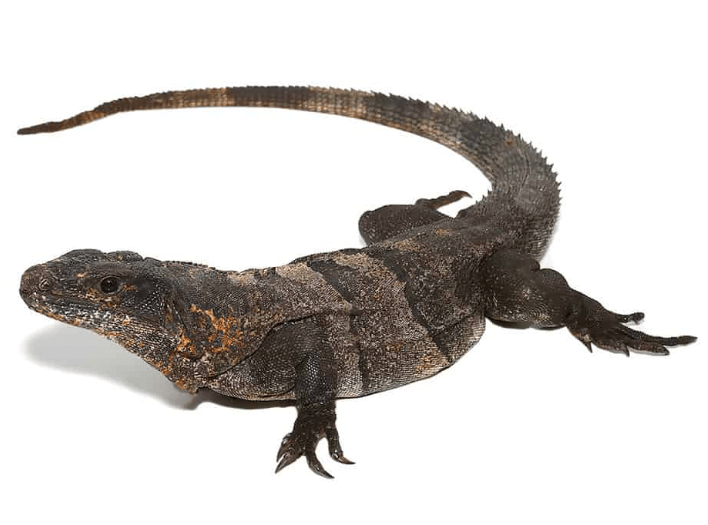 Adult Spiny Tailed Iguana For Sale
