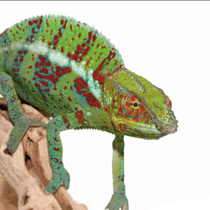 Ambanja Panther Chameleon
