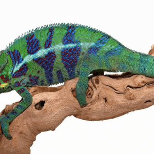 Ambilobe Panther Chameleon