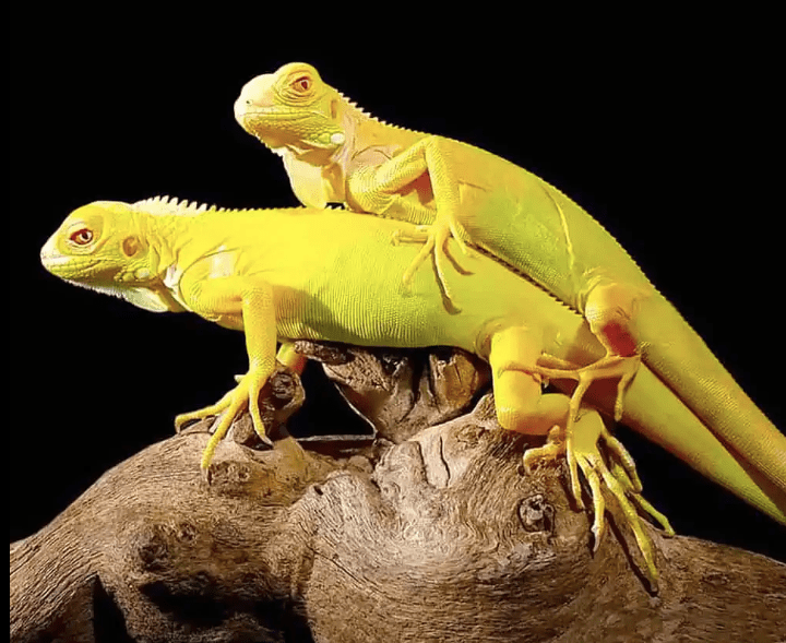 Baby Albino Iguana For Sale