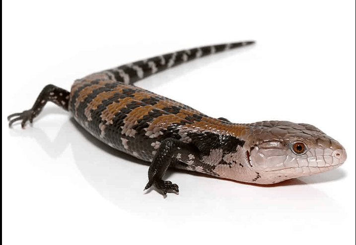 Baby Halmahera Blue Tongue Skink For Sale