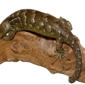 Baby Monkey Tail Skink For Sale