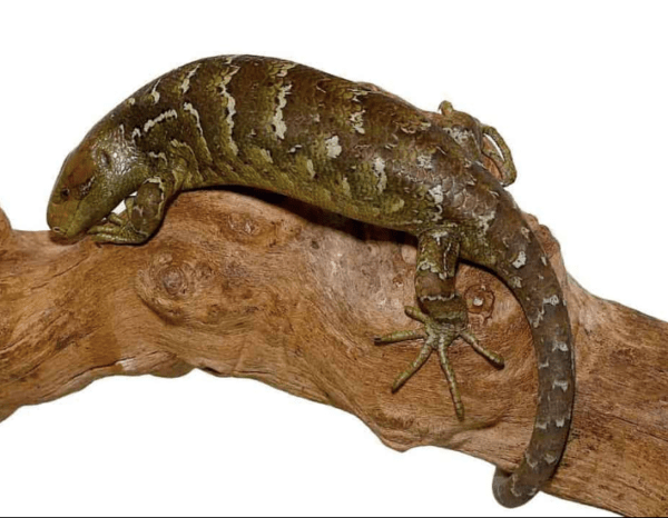 Baby Monkey Tail Skink For Sale