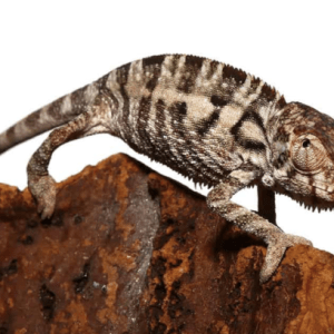 Baby Panther Chameleon