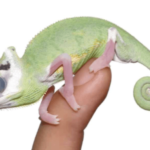 Baby Pied Translucent Veiled Chameleon