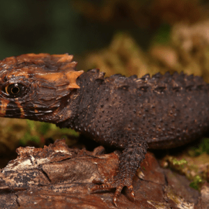 Baby Red Eyed Crocodile Skink For Sale