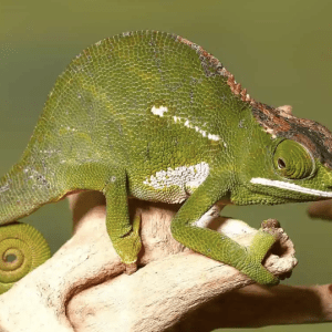 Canopy Chameleon